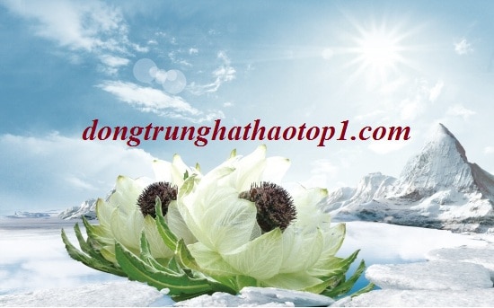 Tuyết liên hoa Bhutan cánh trắng vàng, nhụy đỏ tím mọc trên tuyết trắng ở độ cao 4500m trở lên